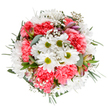 This delightful circular bouquet, crafted in the welcoming ambience of Old Oak Common, radiates brightness and comfort. At its core, crisp white daisies with zesty lime centres create cheerful focal points, surrounded by a vibrant nest of coral-pink carnations whose plush, ruffled petals deliver warmth and texture. Interludes of delicate white baby's breath float throughout, bestowing a light, airy quality reminiscent of sunlit mornings in nearby community greenspaces. Peeking out with quiet promise, slender alstroemeria buds tinged with purple and rose hues add a sophisticated detail, while sprays of matte eucalyptus and varied greenery complete the arrangement with grounding freshness. The bouquet's balanced composition, imbued with harmony and optimism, feels tailor-made for uplifting celebrations, heartfelt thank yous, or as an elegant centrepiece for homes around Old Oak Common. It reflects the attentive craftsmanship of local florists, inspired by the neighbourhood's natural beauty and genuine spirit-making this bouquet an ideal gesture for sharing joy or marking a memorable day.