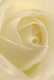 Step into the intimate embrace of this cream-white rose, as if you're hidden within its delicately spiralled petals-a quiet scene familiar to the close-knit corners of Old Oak Common. Each petal unfurls in slow, graceful arcs; the texture promises a softness that calls to mind the lightest touch of morning mist settling on the community gardens along Wells House Road. Gentle shadows trace the spaces between each ivory fold, creating subtle depths and conveying a sense of peace, as though the world has paused to honour the moment. The atmosphere is still and contemplative, making this bloom a pure symbol of reverence-whether marking a loss, offering admiration, or commemorating a fresh start. The fragrance, faint and sweet, seems to promise comfort and solace to those nearby. Beyond its perfect form, this rose reflects the heartfelt intention and meticulous skill that Old Oak Common florists bring to every arrangement destined to brighten homes and spirits across the area.
